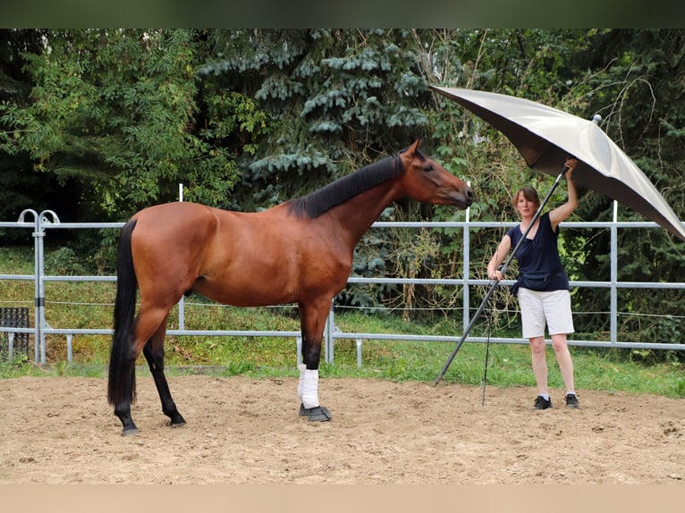 Westfale Wallach 3 Jahre 170 cm Brauner in Borchen