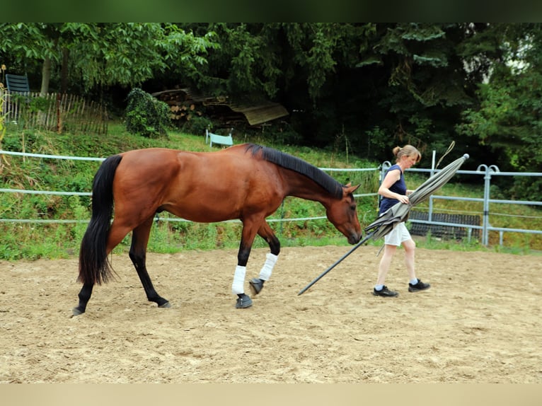 Westfale Wallach 3 Jahre 170 cm Brauner in Borchen