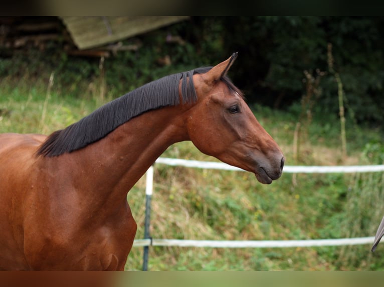 Westfale Wallach 3 Jahre 170 cm Brauner in Borchen