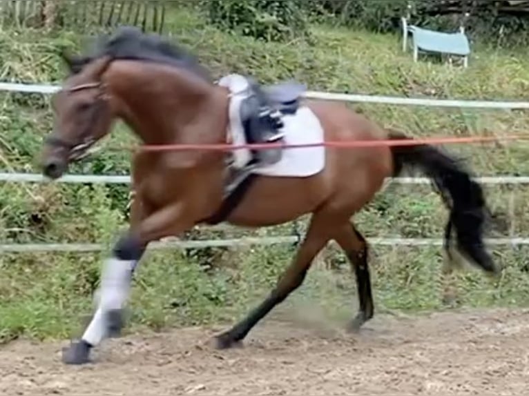 Westfale Wallach 3 Jahre 170 cm Brauner in Borchen