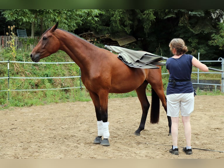 Westfale Wallach 3 Jahre 170 cm Brauner in Borchen
