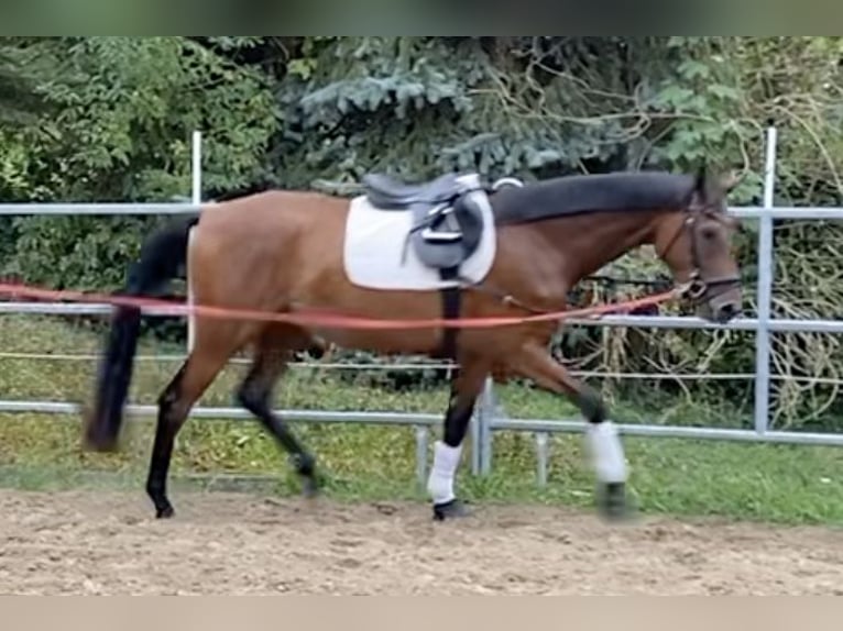 Westfale Wallach 3 Jahre 170 cm Brauner in Borchen