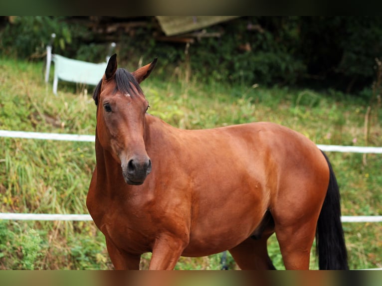 Westfale Wallach 3 Jahre 170 cm Brauner in Borchen