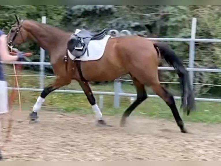 Westfale Wallach 3 Jahre 170 cm Brauner in Borchen