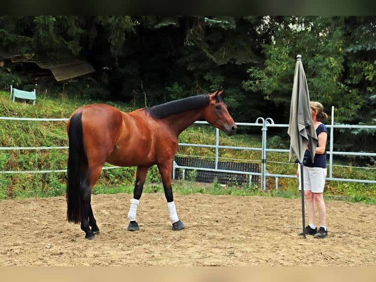 Westfale Wallach 3 Jahre 170 cm Brauner in Borchen