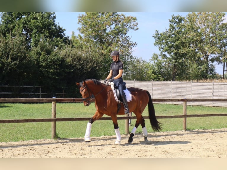 Westfale Wallach 3 Jahre 170 cm Brauner in M&#xFC;nster