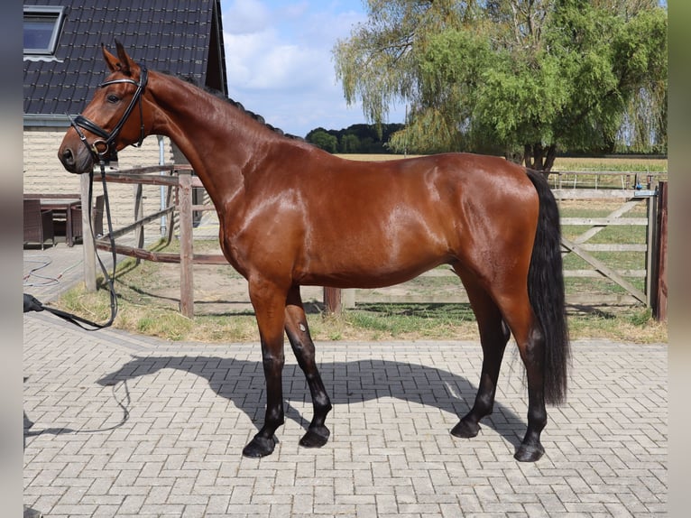Westfale Wallach 3 Jahre 170 cm Brauner in M&#xFC;nster