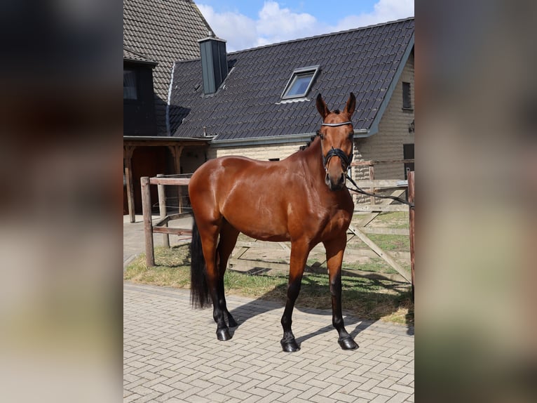 Westfale Wallach 3 Jahre 170 cm Brauner in M&#xFC;nster