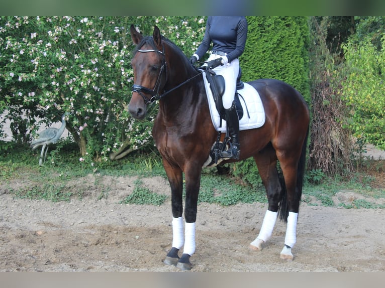 Westfale Wallach 3 Jahre 170 cm Brauner in Goch