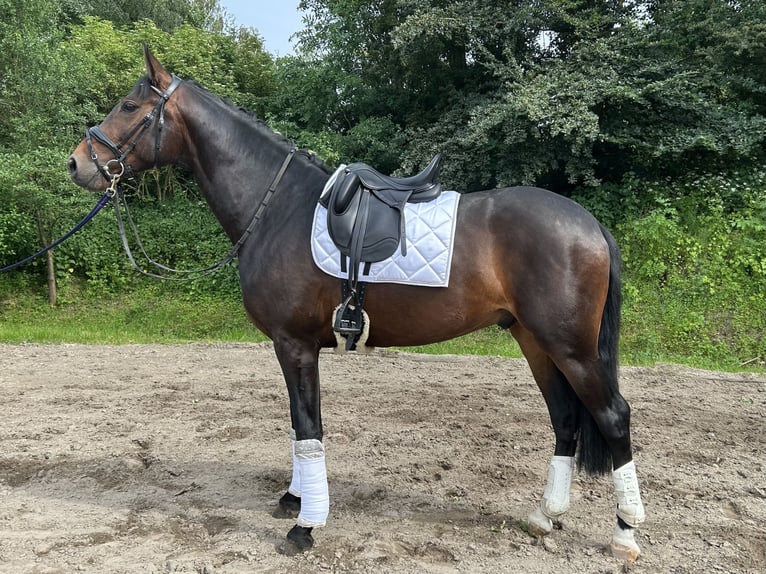 Westfale Wallach 3 Jahre 170 cm Brauner in Goch