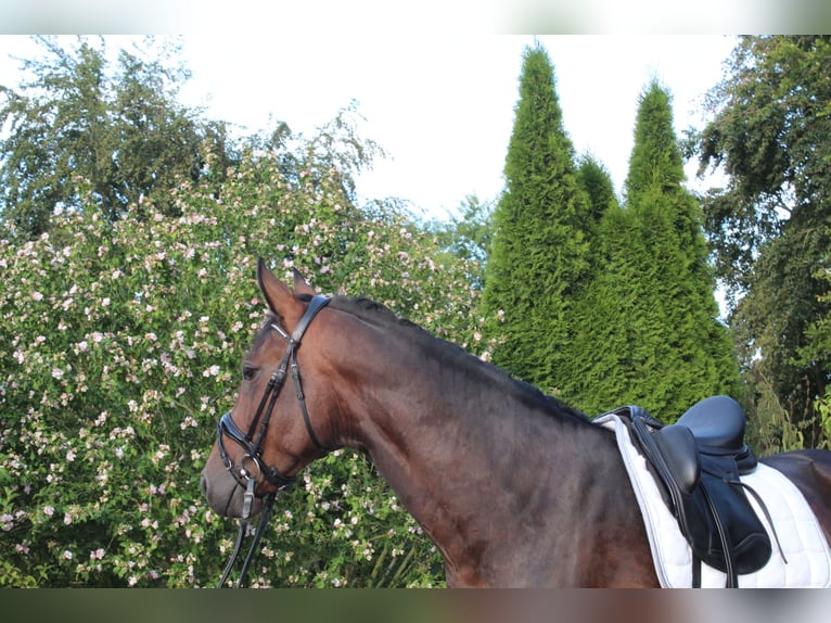 Westfale Wallach 3 Jahre 170 cm Brauner in Goch