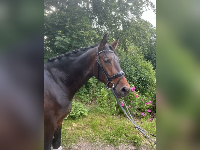 Westfale Wallach 3 Jahre 170 cm Brauner in Goch