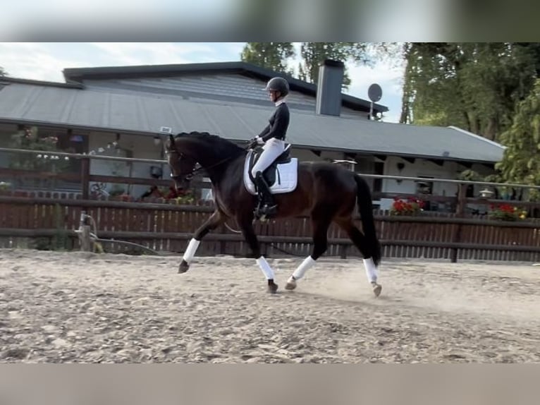 Westfale Wallach 3 Jahre 170 cm Brauner in Goch