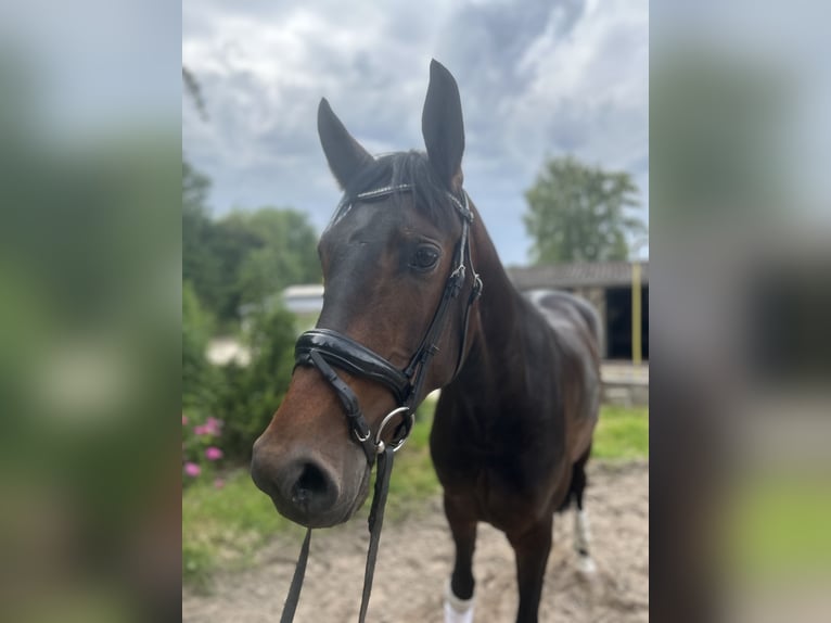 Westfale Wallach 3 Jahre 170 cm Brauner in Goch