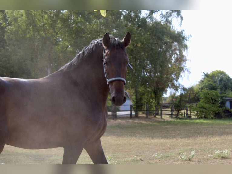 Westfale Wallach 3 Jahre 170 cm Brauner in Goch