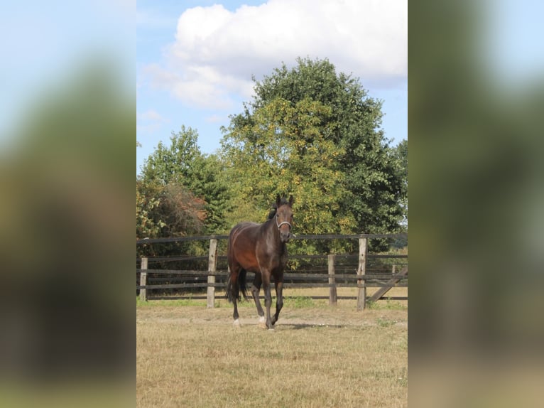 Westfale Wallach 3 Jahre 170 cm Brauner in Goch