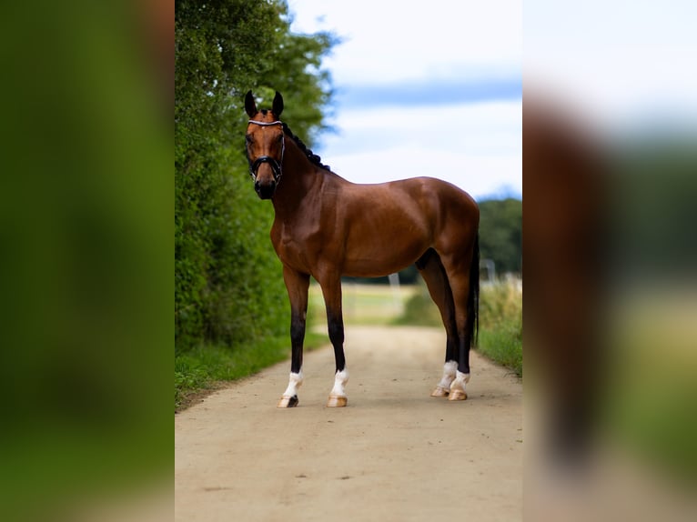 Westfale Wallach 3 Jahre 170 cm Brauner in Roeser