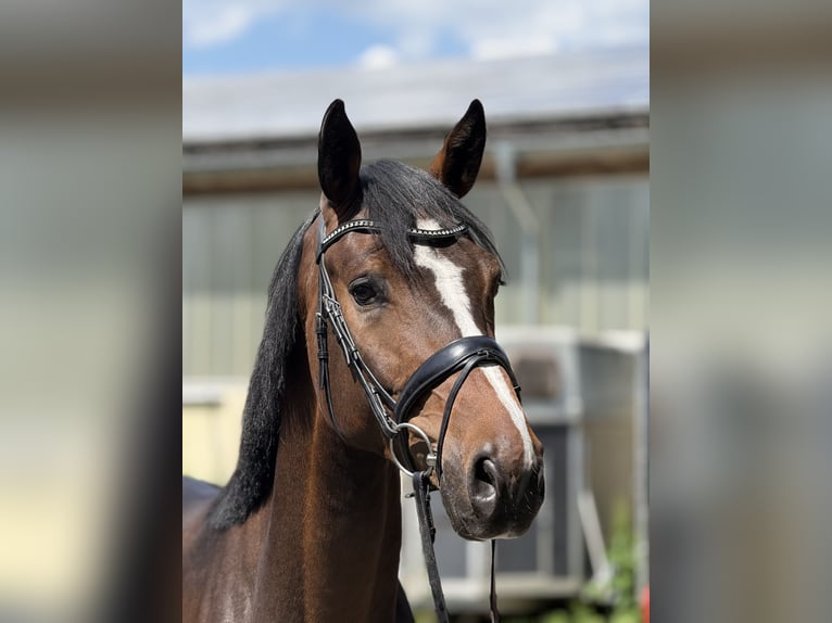 Westfale Wallach 3 Jahre 170 cm Brauner in Castrop-Rauxelcastrop-Rauxel