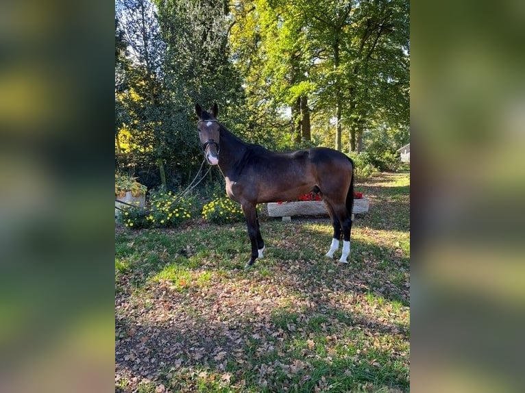 Westfale Wallach 3 Jahre 170 cm Brauner in Saerbeck