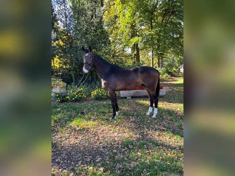 Westfale Wallach 3 Jahre 170 cm Brauner in Saerbeck