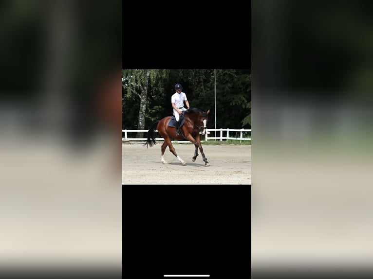 Westfale Wallach 3 Jahre 170 cm Brauner in Herresbach