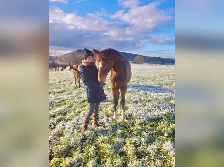 Westfale Wallach 3 Jahre 170 cm Brauner in Hemishofen