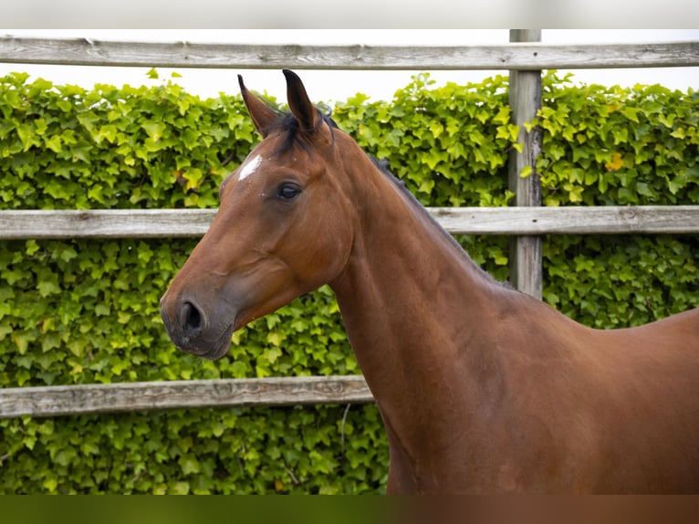 Westfale Wallach 3 Jahre 170 cm Brauner in Waddinxveen