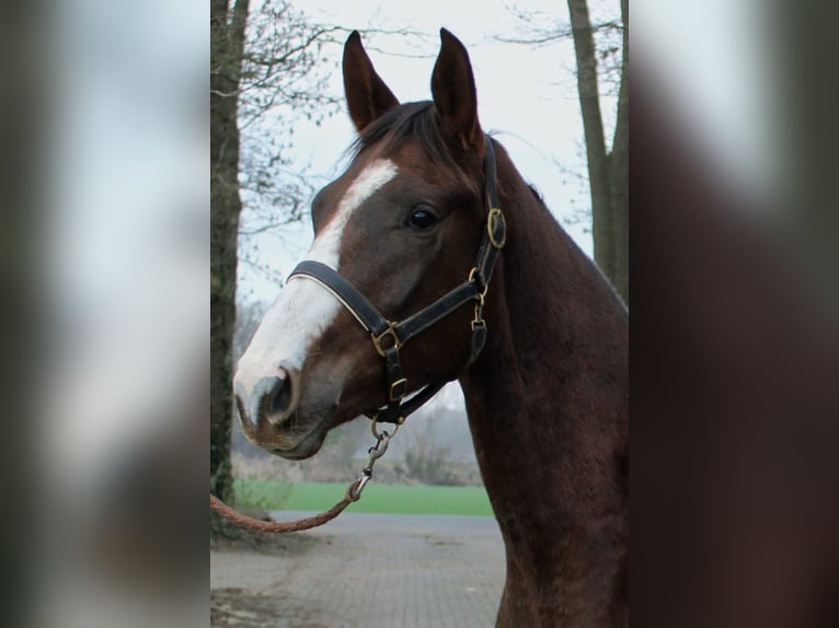 Westfale Wallach 3 Jahre 170 cm Dunkelfuchs in Lohne (Oldenburg)
