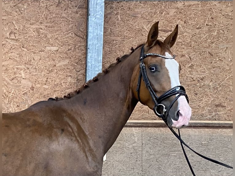 Westfale Wallach 3 Jahre 170 cm Dunkelfuchs in Hude (Oldenburg)