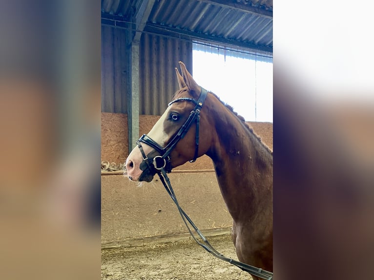 Westfale Wallach 3 Jahre 170 cm Dunkelfuchs in Hude (Oldenburg)