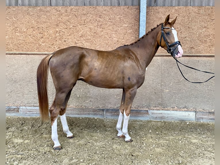 Westfale Wallach 3 Jahre 170 cm Dunkelfuchs in Hude (Oldenburg)