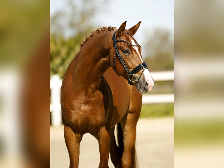 Westfale Wallach 3 Jahre 170 cm Fuchs in Vechta