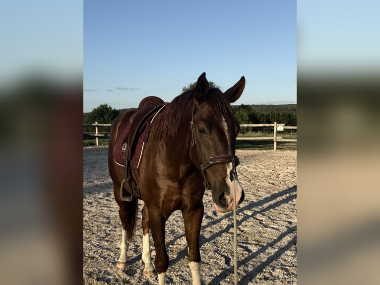 Westfale Wallach 3 Jahre 170 cm Fuchs in Trendelburg