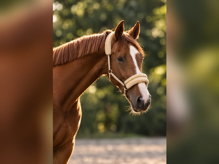 Westfale Wallach 3 Jahre 170 cm Fuchs in Blankenheim