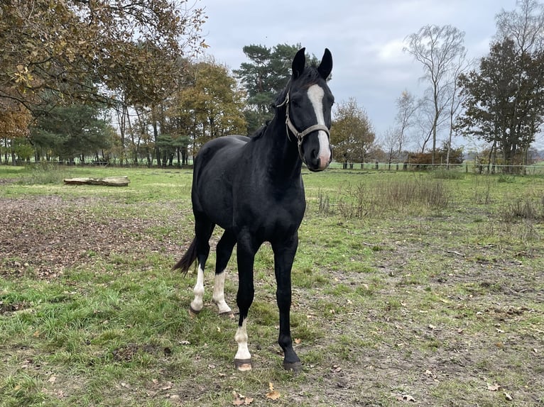 Westfale Wallach 3 Jahre 170 cm Rappe in Westerkappeln