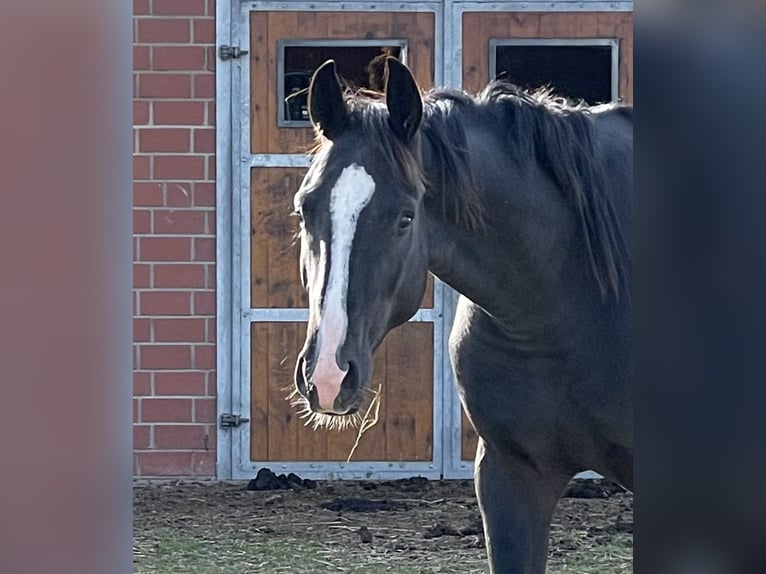 Westfale Wallach 3 Jahre 170 cm Rappe in Westerkappeln