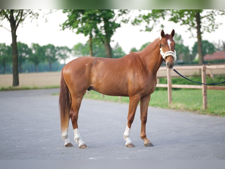 Westfale Wallach 3 Jahre 170 cm Rotfuchs in Stramproy