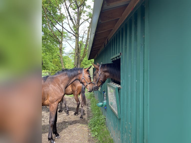 Westfale Wallach 3 Jahre 172 cm Brauner in Emsdetten