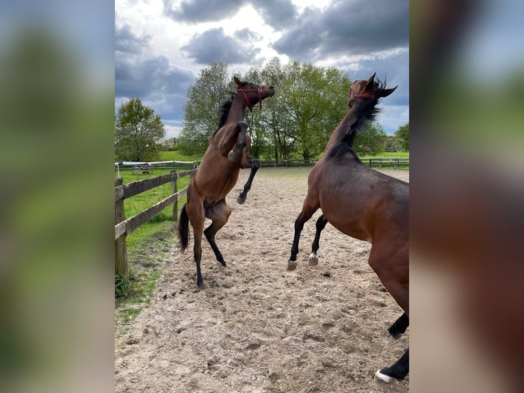 Westfale Wallach 3 Jahre 172 cm Brauner in Emsdetten