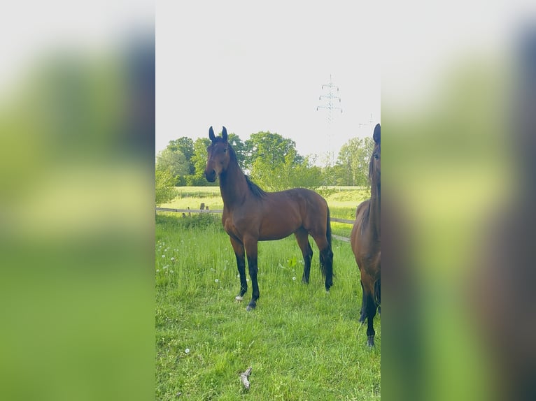 Westfale Wallach 3 Jahre 172 cm Brauner in Emsdetten