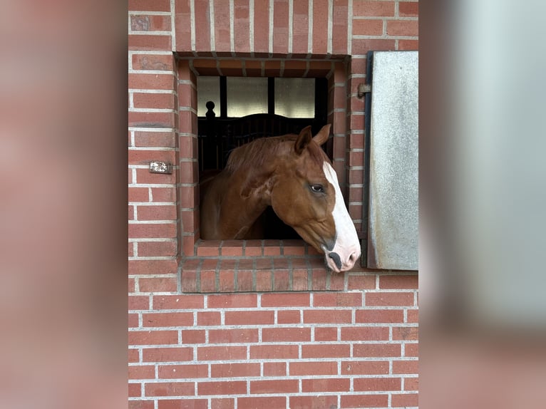 Westfale Wallach 3 Jahre 172 cm Fuchs in Salzbergen