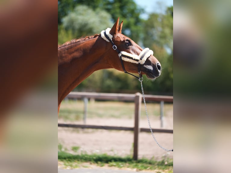 Westfale Wallach 3 Jahre 172 cm Fuchs in Stramproy