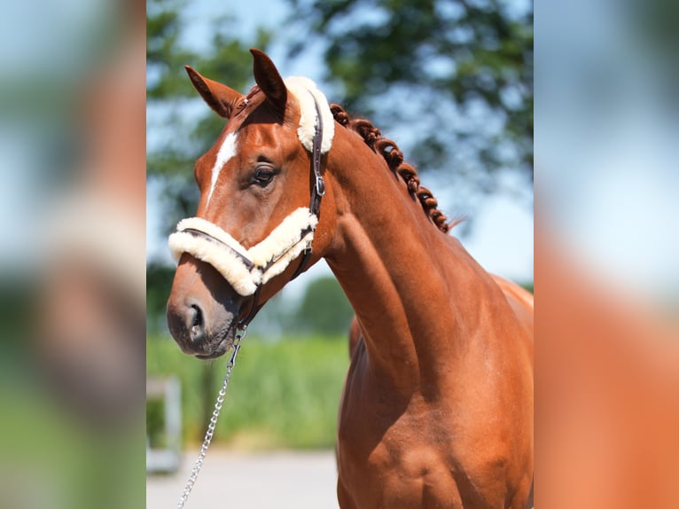 Westfale Wallach 3 Jahre 172 cm Fuchs in Stramproy