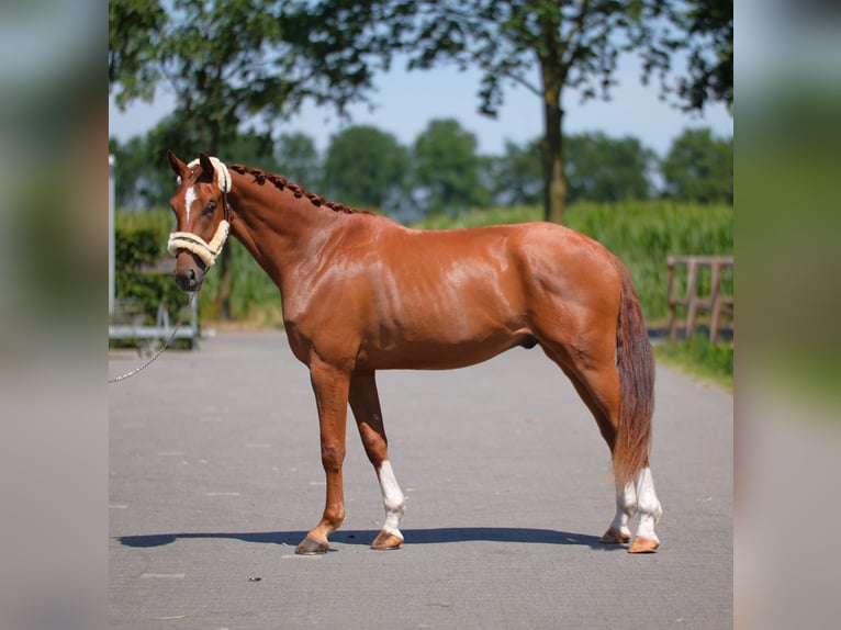 Westfale Wallach 3 Jahre 172 cm Fuchs in Stramproy