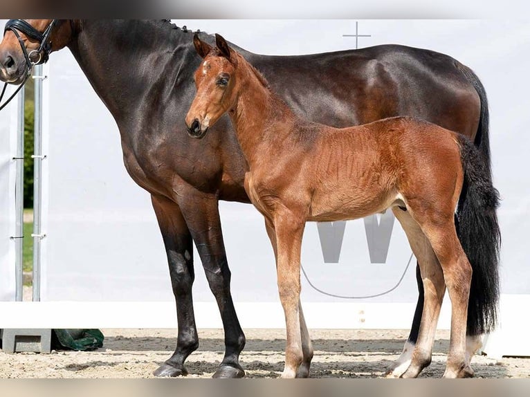 Westfale Wallach 3 Jahre 173 cm Brauner in Coesfeld