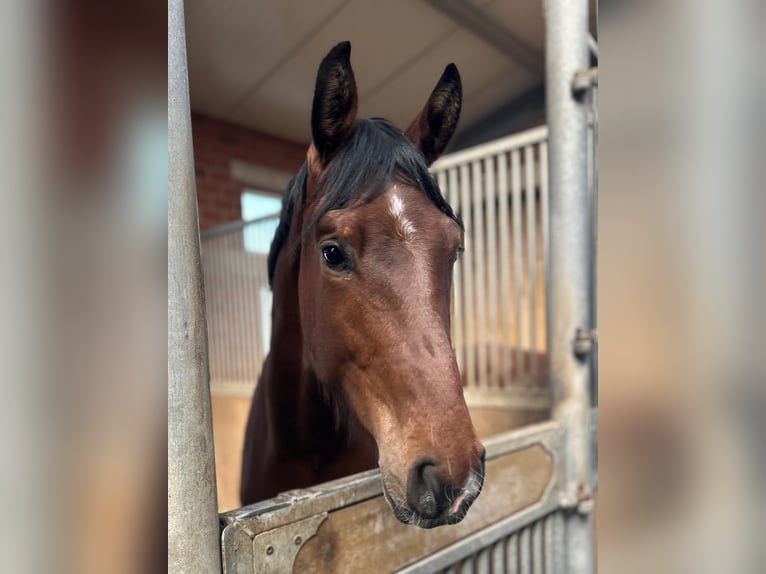 Westfale Wallach 3 Jahre 173 cm Brauner in Vlotho