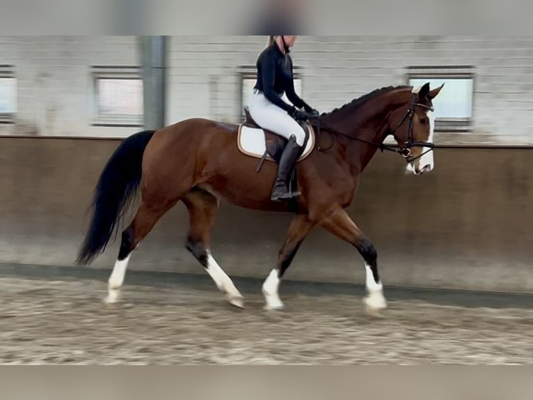 Westfale Wallach 3 Jahre 173 cm Brauner in Lingen