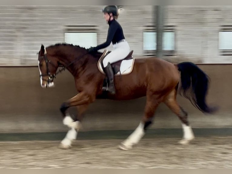 Westfale Wallach 3 Jahre 173 cm Brauner in Lingen