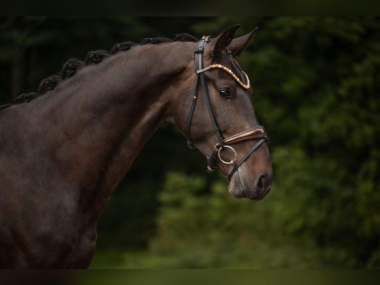 Westfale Wallach 3 Jahre 173 cm Dunkelbrauner in Wehringen