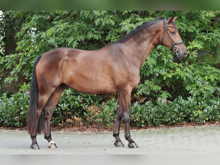 Westfale Wallach 3 Jahre 173 cm Dunkelbrauner in Tecklenburg